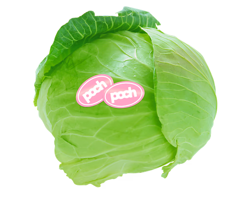 Illustrated green cabbage with pink stickers